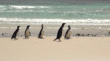 Penguenler - Macellan ve Gentoo
