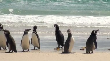 Penguenler - Macellan ve Gentoo