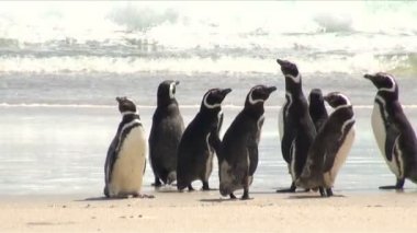 Penguenler - Macellan ve Gentoo