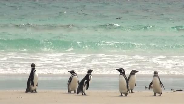 Пингвины - Magellan и Gentoo — стоковое видео