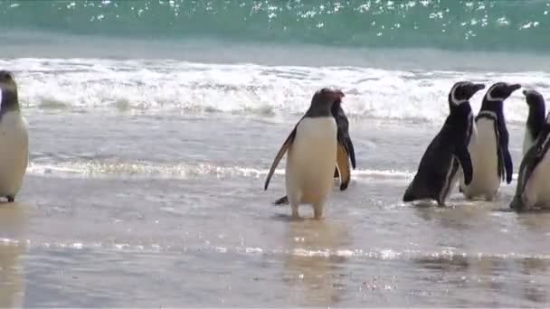 Pingüinos - Magallanes y Gentoo — Vídeo de stock