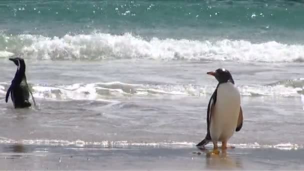 Pingouins - Magellan et Gentoo 