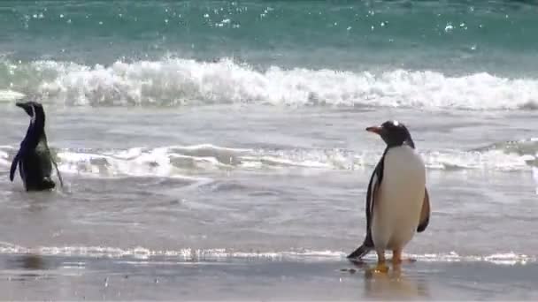 Pinguins - Magalhães e Gentoo — Vídeo de Stock