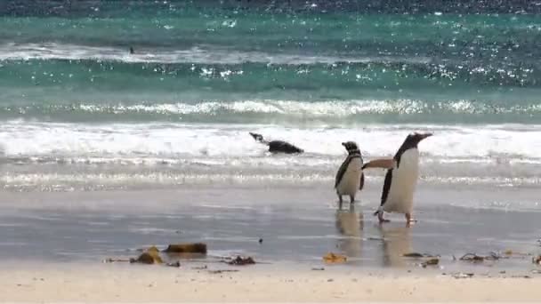 Pingüinos - Magallanes y Gentoo — Vídeo de stock