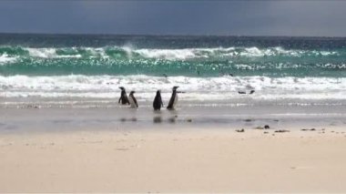 Penguenler - Macellan ve Gentoo