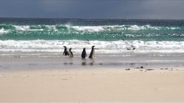 Pingüinos - Magallanes y Gentoo — Vídeo de stock