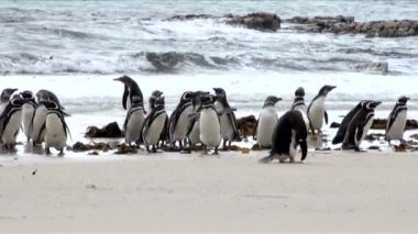 Penguenler - Macellan ve Gentoo