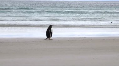 Penguenler - Macellan ve Gentoo