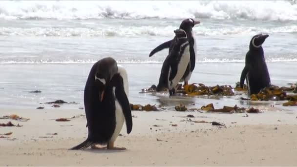 Pingwiny - Magellan i Gentoo - podróże — Wideo stockowe