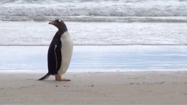 Pingüinos - Magallanes y Gentoo — Vídeo de stock