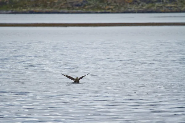 Aalscholver — Stockfoto