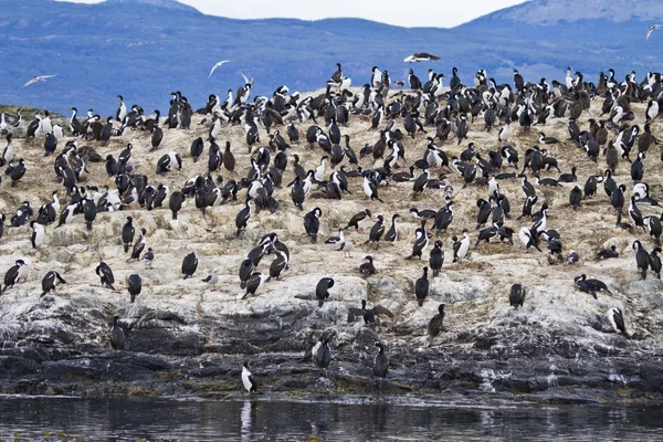 Kolonia kormoranów — Zdjęcie stockowe