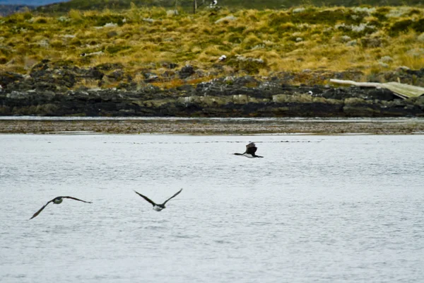 Cormorant Colony — Stock Photo, Image