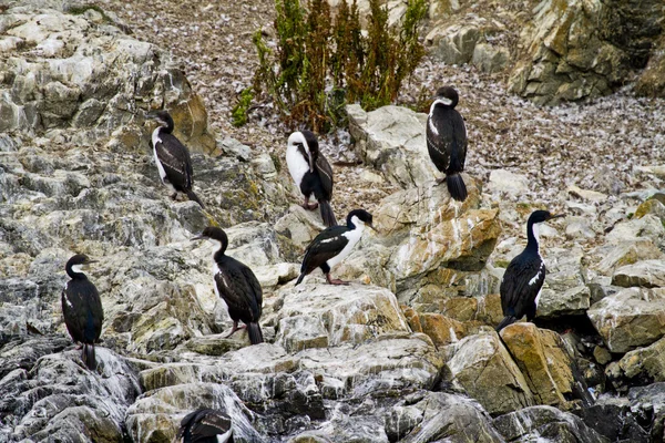 Colonie de cormorans — Photo