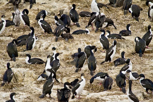 Cormorant Colony — Stock Photo, Image