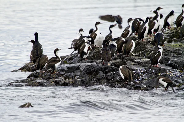 Colonia de cormoranes — Foto de Stock