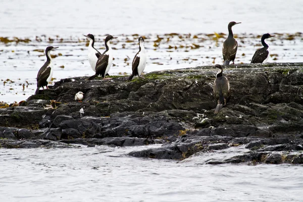 Colonie de cormorans — Photo