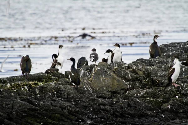 Colonie de cormorans — Photo