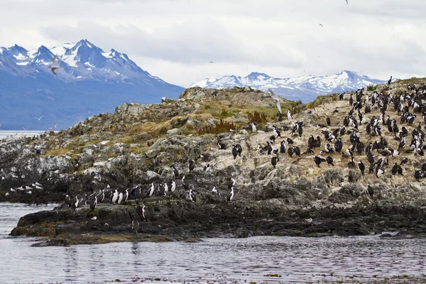 Colonie de cormorans — Photo