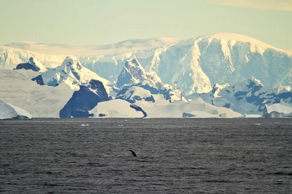 Берегова лінія Антарктиди з льодовиковий утворень — стокове фото