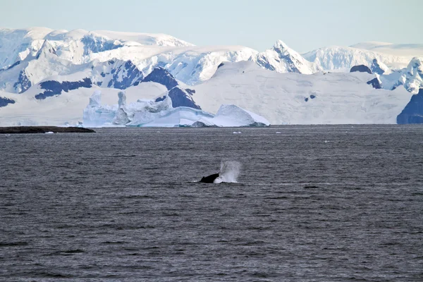 Kustlijn van antarctica met ijs formaties — Stockfoto