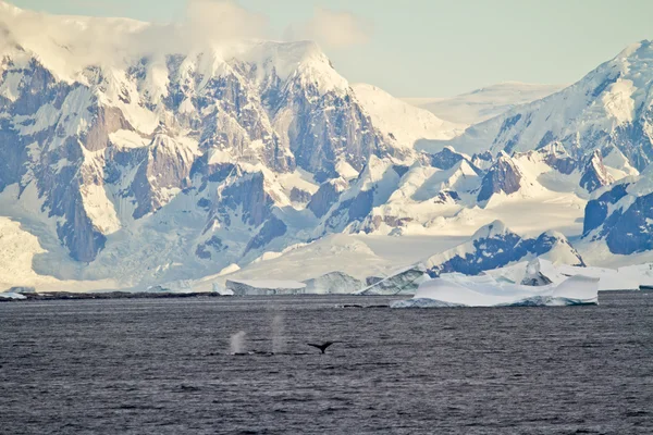 Kustlijn van antarctica met ijs formaties — Stockfoto