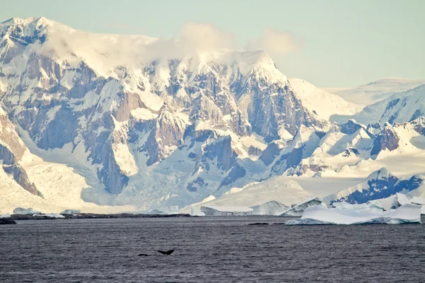 Antarktika buz oluşumları sahil şeridine