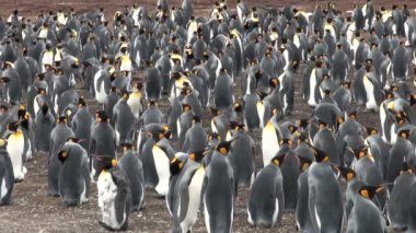 Koloni Kral penguenler blöf Cove, falkland Adaları