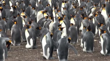 Koloni Kral penguenler blöf Cove, falkland Adaları