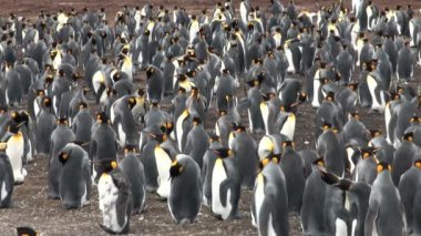 Koloni Kral penguenler blöf Cove, falkland Adaları