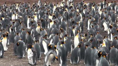 Koloni Kral penguenler blöf Cove, falkland Adaları