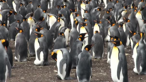 Koloni av kung pingviner i bluff cove, Falklandsöarna — Stockvideo