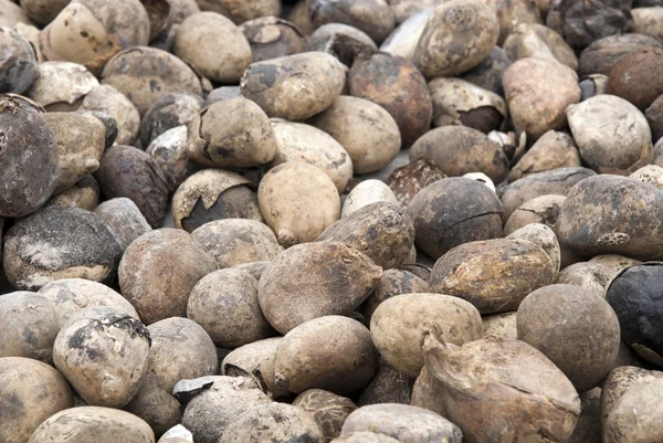 Plantaardige ivoor - tagua zaden — Stockfoto