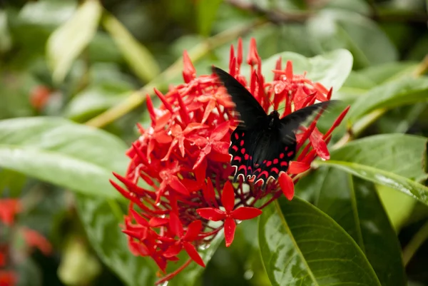 Flowers And Butterfly — Stock Photo, Image