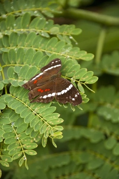 Paon bagué papillon — Photo
