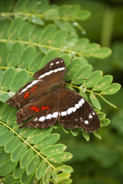 Borboleta de pavão de banda — Fotografia de Stock