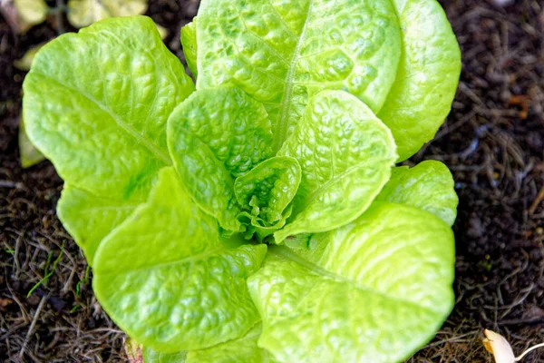 Little Gem Romaine Lettuce Garden Top View Small Lettuces Growing — Stock Photo, Image