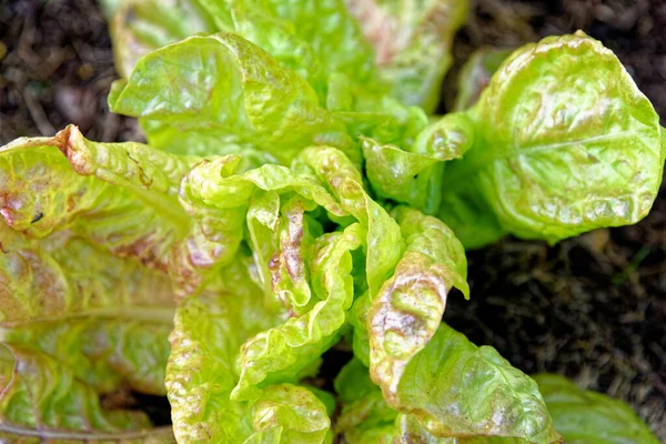 Little Gem Romaine Lettuce Giardino Vista Dall Alto Piccole Lattughe — Foto Stock