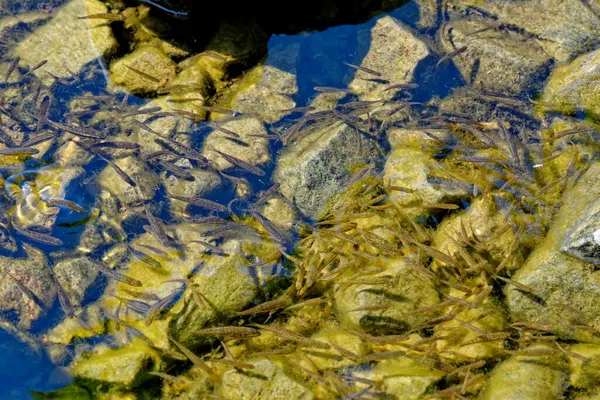 Minnow Comum Loch Ness Phoxinus Phoxinus Uma Espécie Peixe Actinopterígeo — Fotografia de Stock