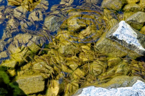 Loch Ness Köznép Eurázsiai Minnow Minnow Vagy Közönséges Minnow Phoxinus — Stock Fotó