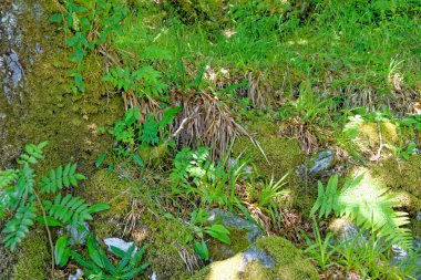 Yazın İskoç Ormanı. Yosunlu gövde ve yapraklar - İskoç Orman Doğası