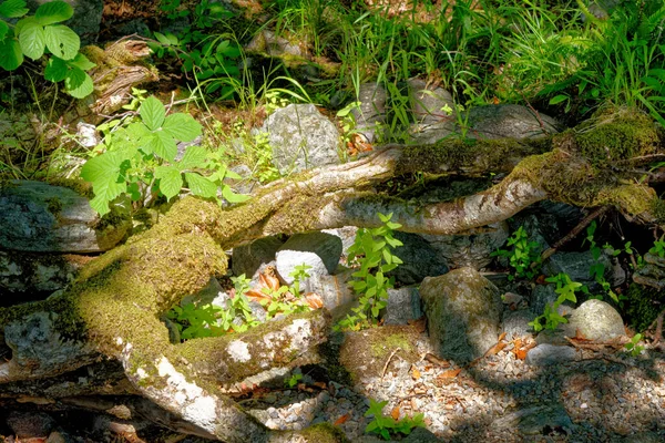 Schottischer Wald Sommer Moosiger Stamm Und Blätter Scottish Forest Nature — Stockfoto