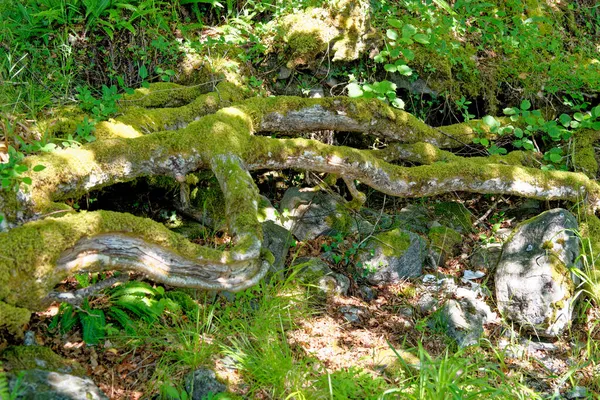Skotska Skogen Sommaren Mossig Stam Och Blad Scottish Forest Nature — Stockfoto