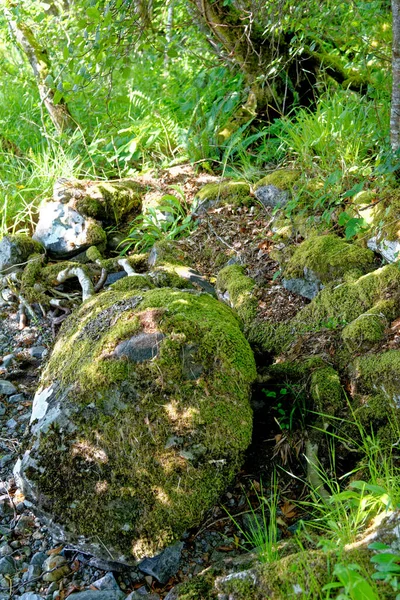 Skotska Skogen Sommaren Mossig Stam Och Blad Scottish Forest Nature — Stockfoto