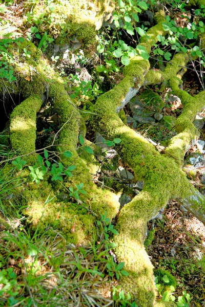 Skotska Skogen Sommaren Mossig Stam Och Blad Scottish Forest Nature — Stockfoto