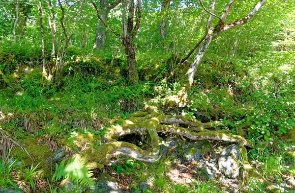 Scottish Forest Summer Mossy Trunk Leaves Scottish Forest Nature — Stock Photo, Image