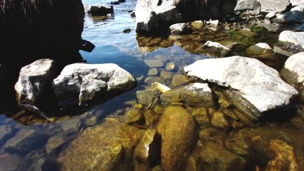 Zwykła Małpa Loch Ness Eurazjatycka Minnow Minnow Lub Minnow Pospolity — Wideo stockowe