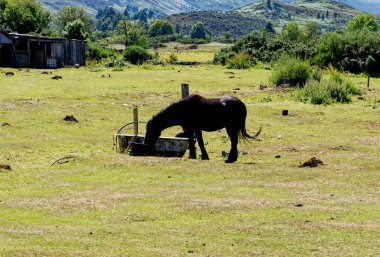 Fort Augustus, Highland, İskoçya, İngiltere, Avrupa yakınlarında gün batımında otlakta at. 20 Temmuz 2021