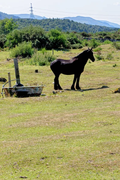 Cavalo Pastagem Pôr Sol Perto Fort Augustus Highland Escócia Reino — Fotografia de Stock