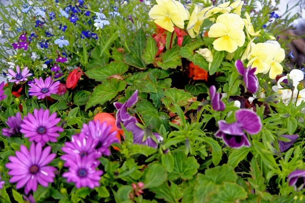 English Wild Flowers Summer Time Scotland United Kingdom — Stock Photo, Image